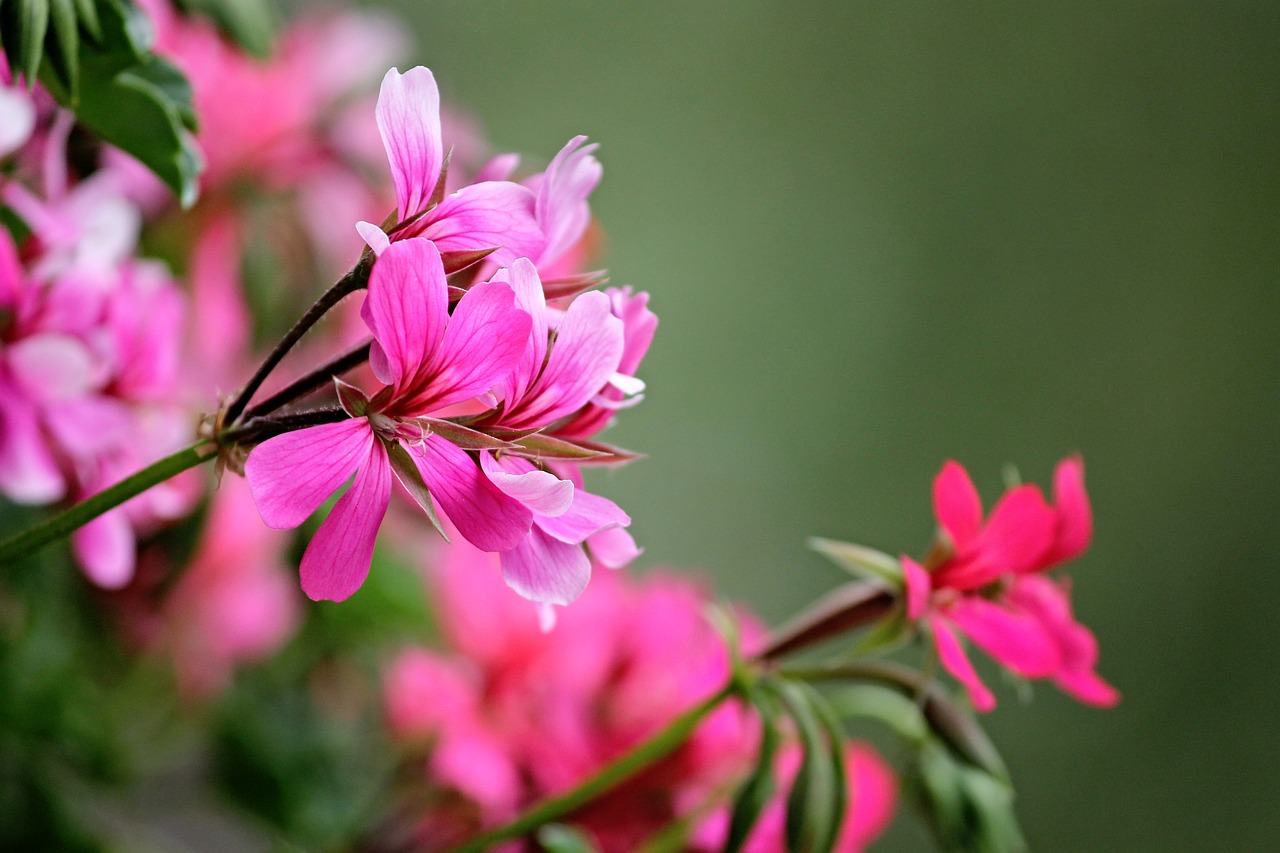 Image - geranium flowers red decorative