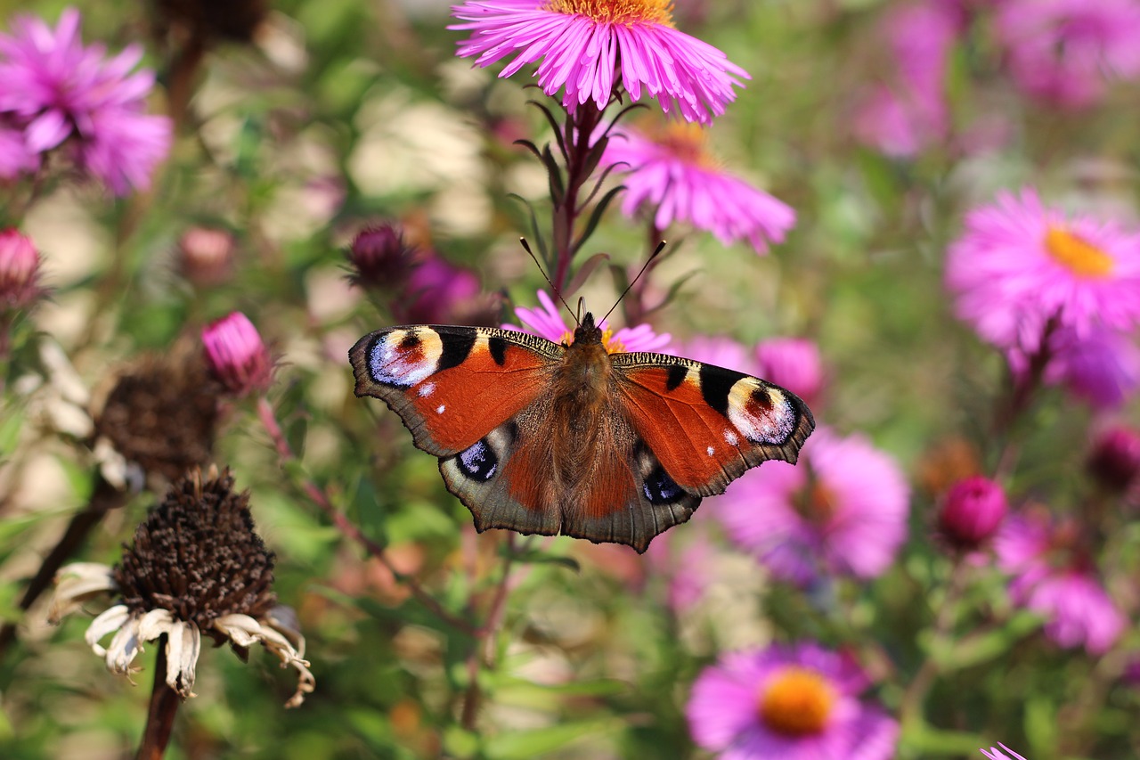 Image - butterfly peacock butterfly insect