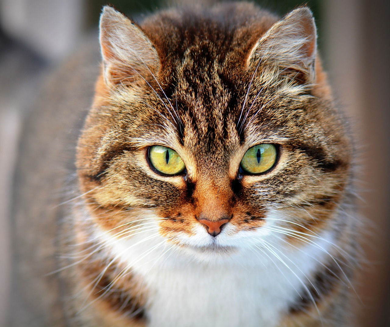 Image - cat animal pet cats close up
