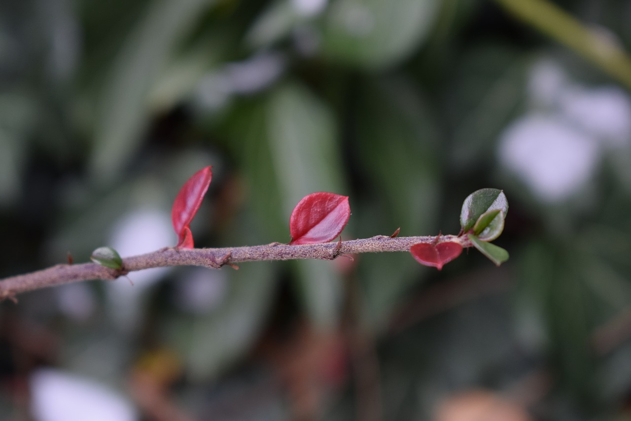 Image - branch leaf aesthetic tree spring
