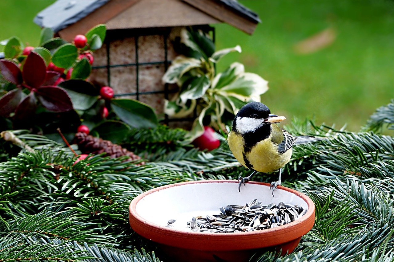 Image - animal bird tit parus major meal