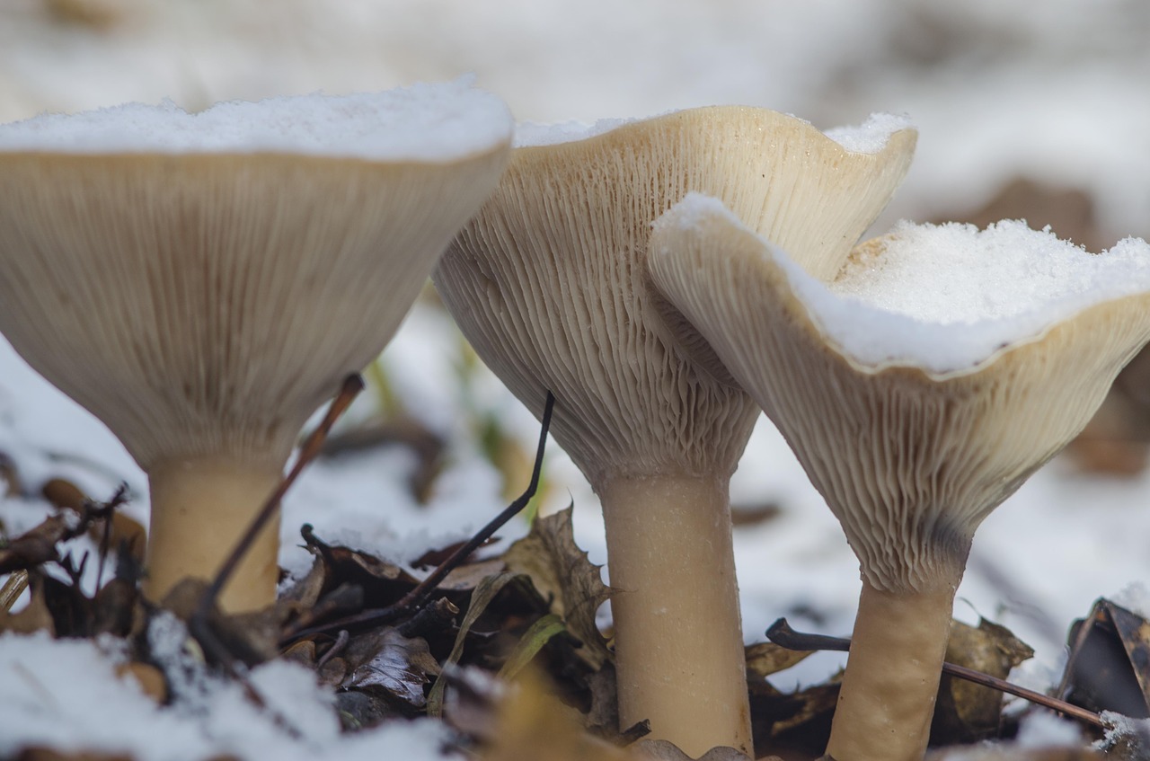 Image - mushrooms snow three leann autumn