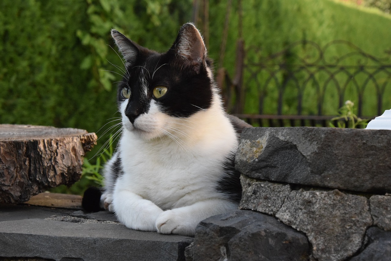 Image - cat hangover watched black and white