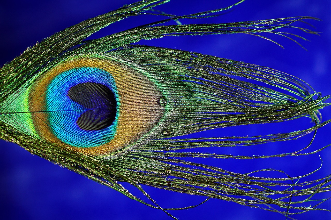 Image - peacock feather macro peacock bird