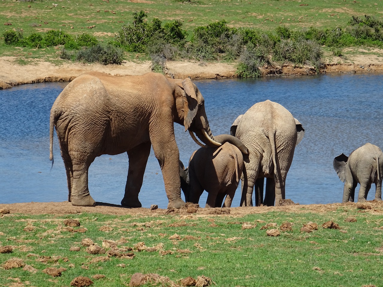 Image - elephant animal world mammal nature