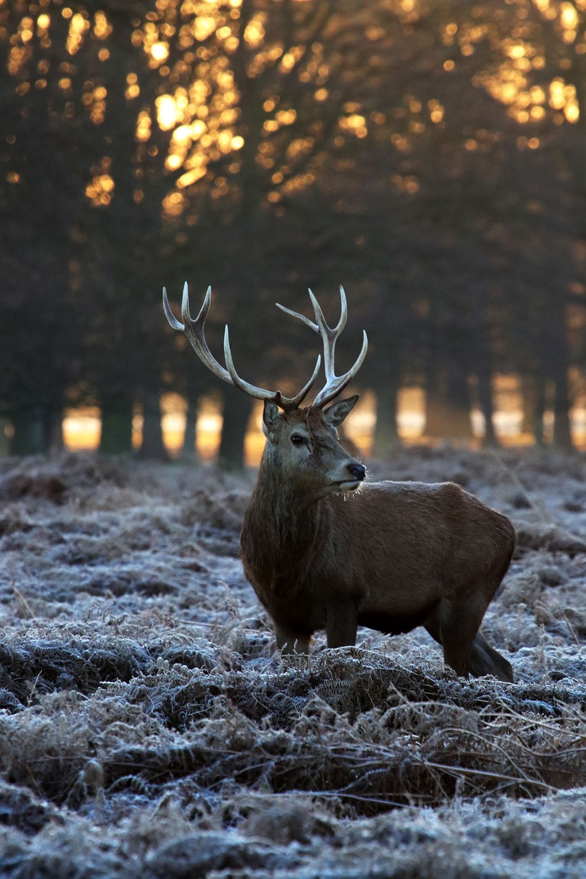 Image - deer winter nature reindeer wood
