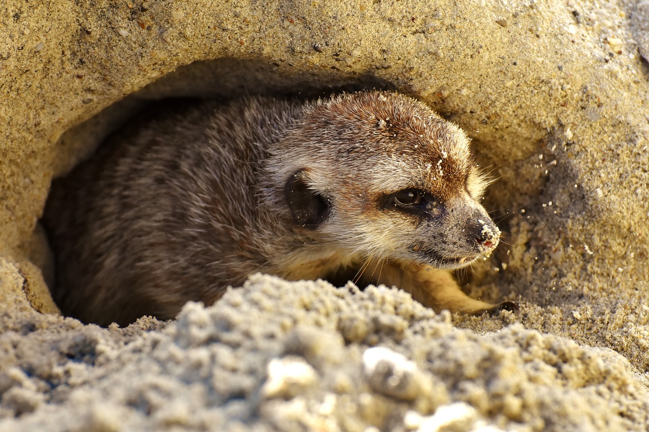 Image - meerkat cute curious animal nature