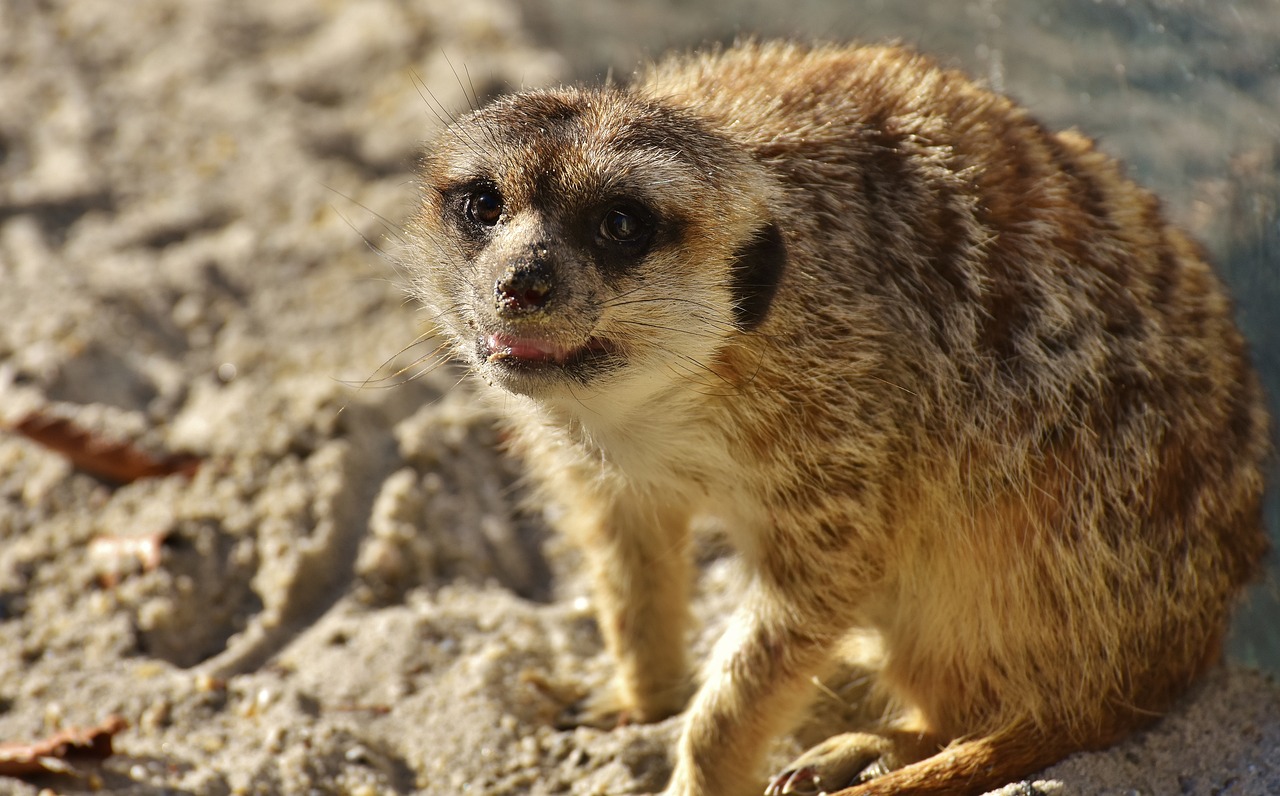 Image - meerkat cute curious animal nature
