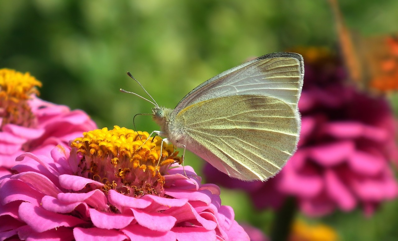 Image - nature flower zinnia butterfly
