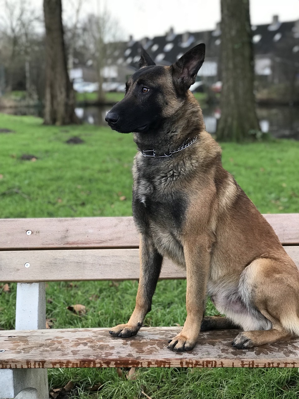 Image - dog mammals animal kingdom pet