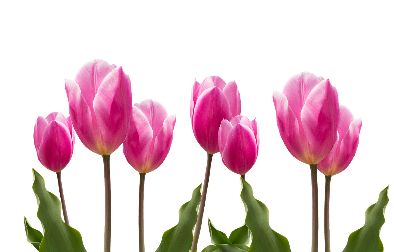 Image - spring tulips pink nature flower