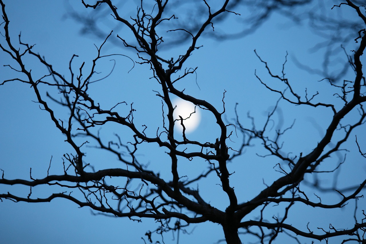 Image - night midnight moon mountain garden