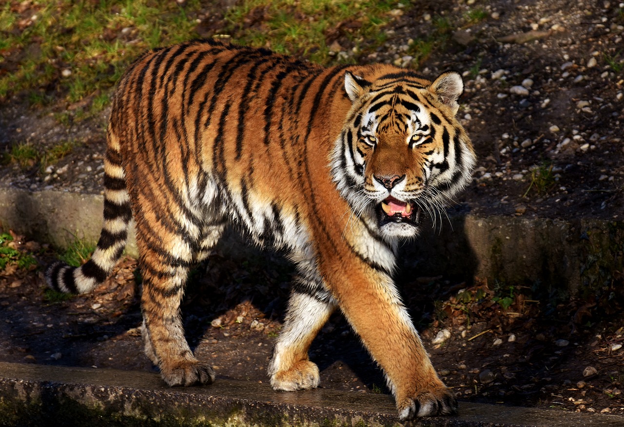 Image - tiger predator fur beautiful