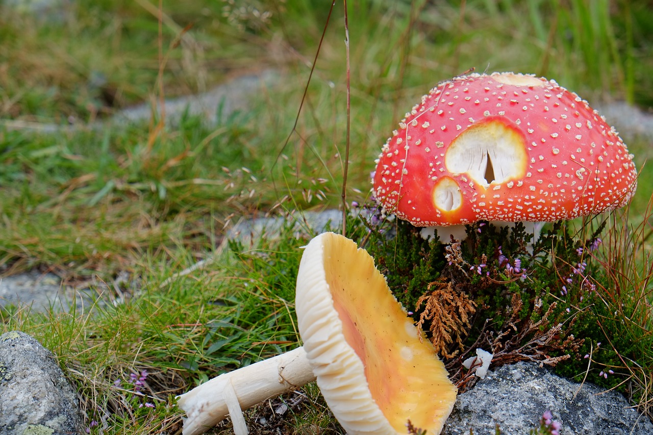 Image - nature fungus mushroom grass fall