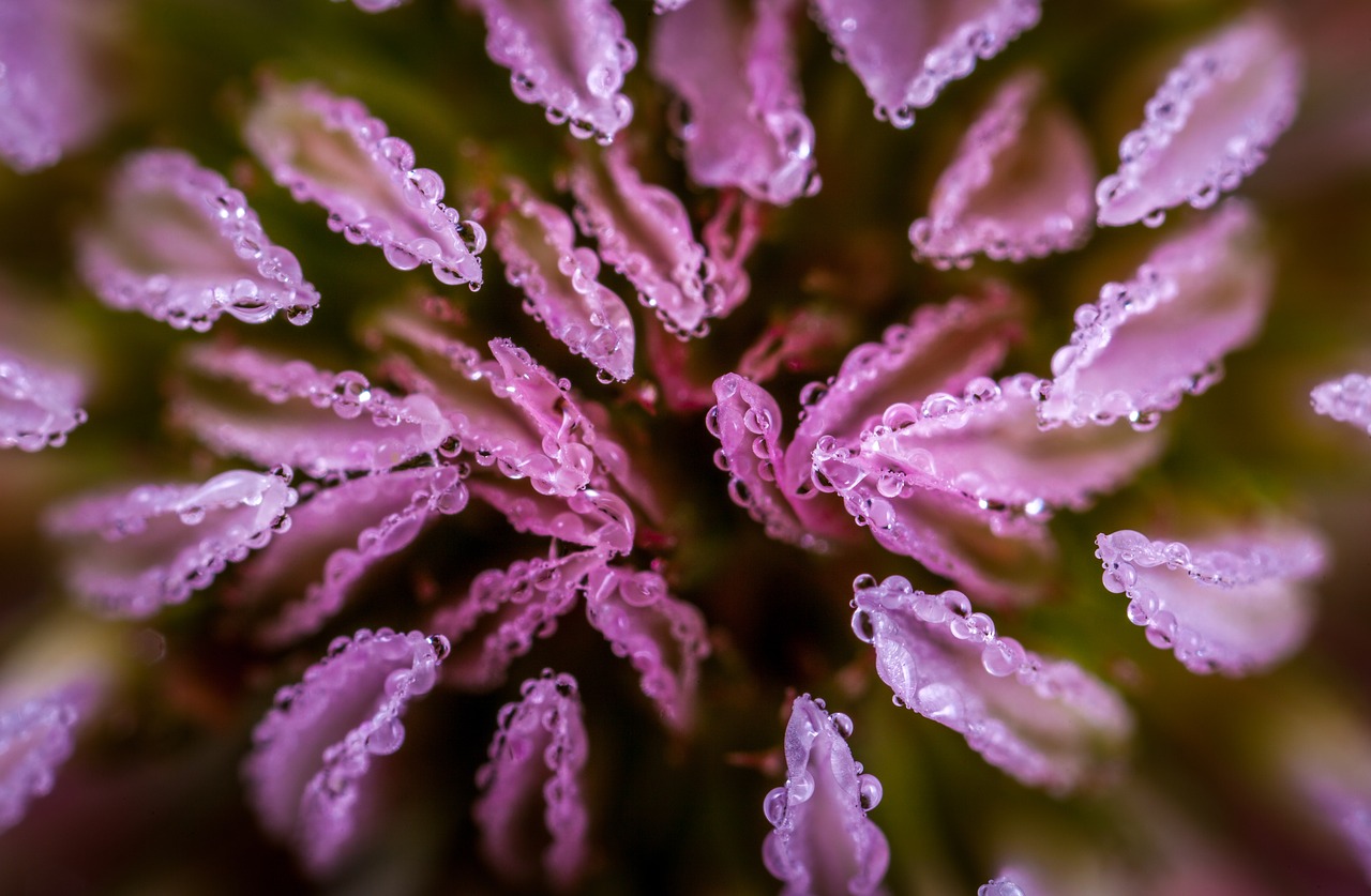 Image - no one flower nature plant