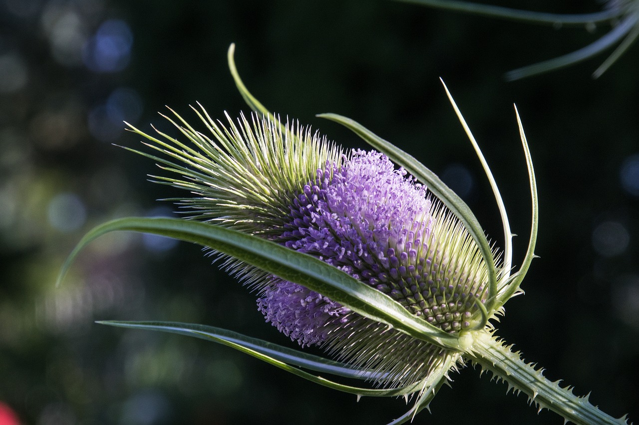 Image - nature flower plant summer close