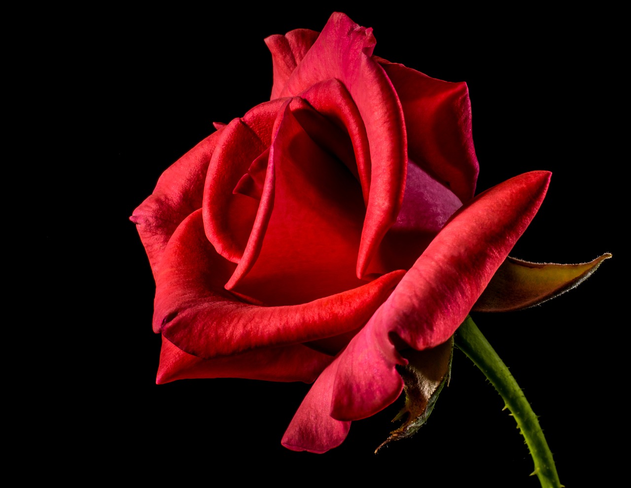 Image - red rose rose rose bloom blossom