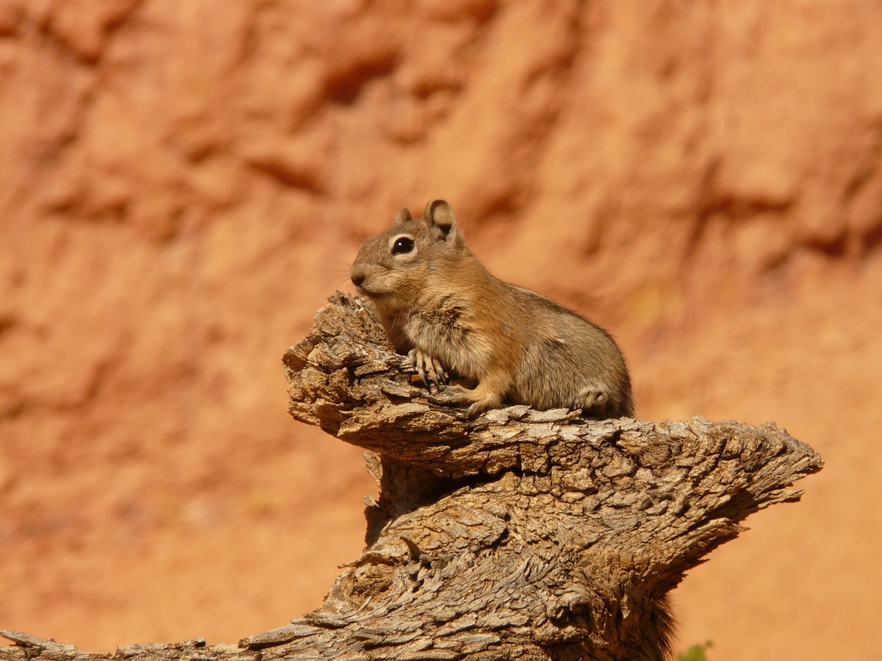 Image - golden mantled ground squirrel