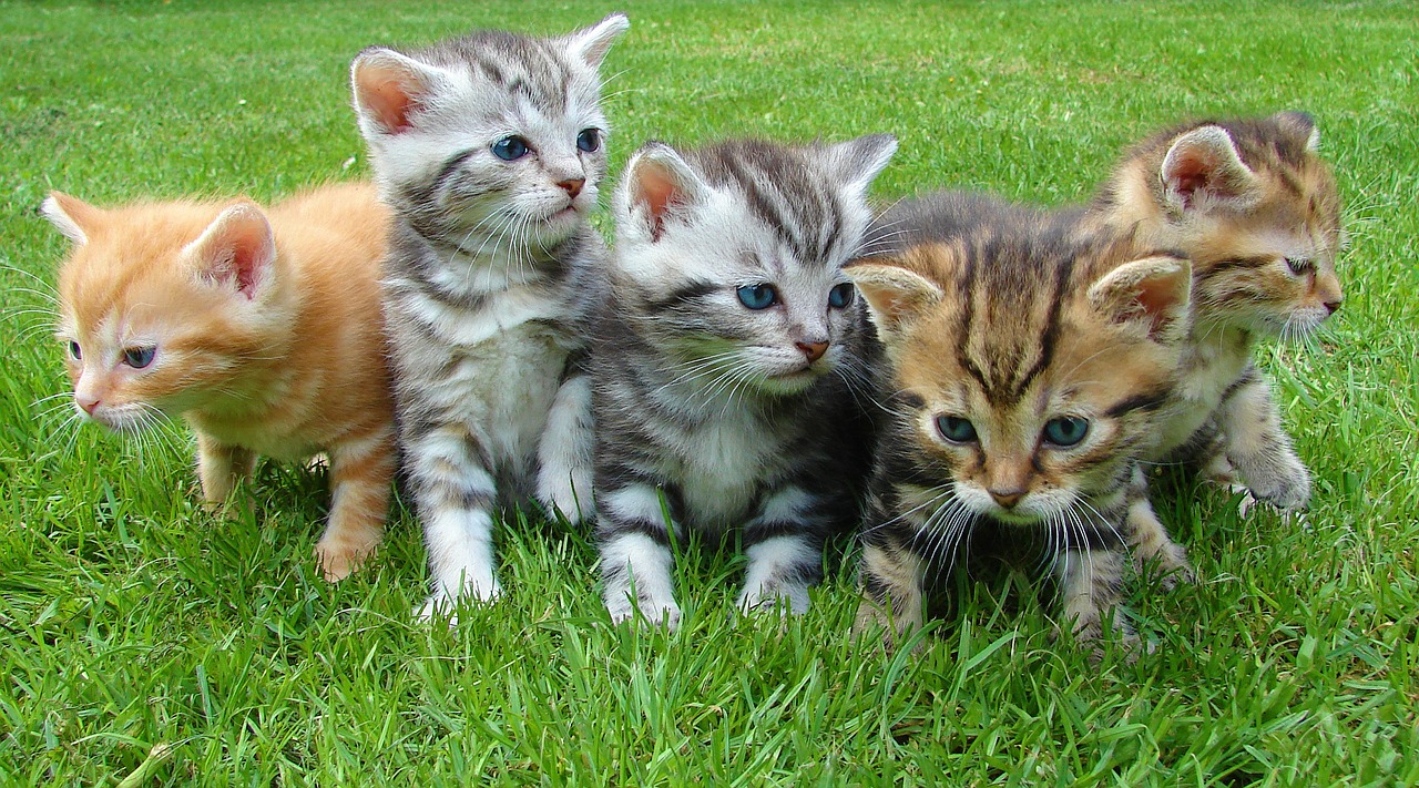 Image - kittens cat cat puppy rush