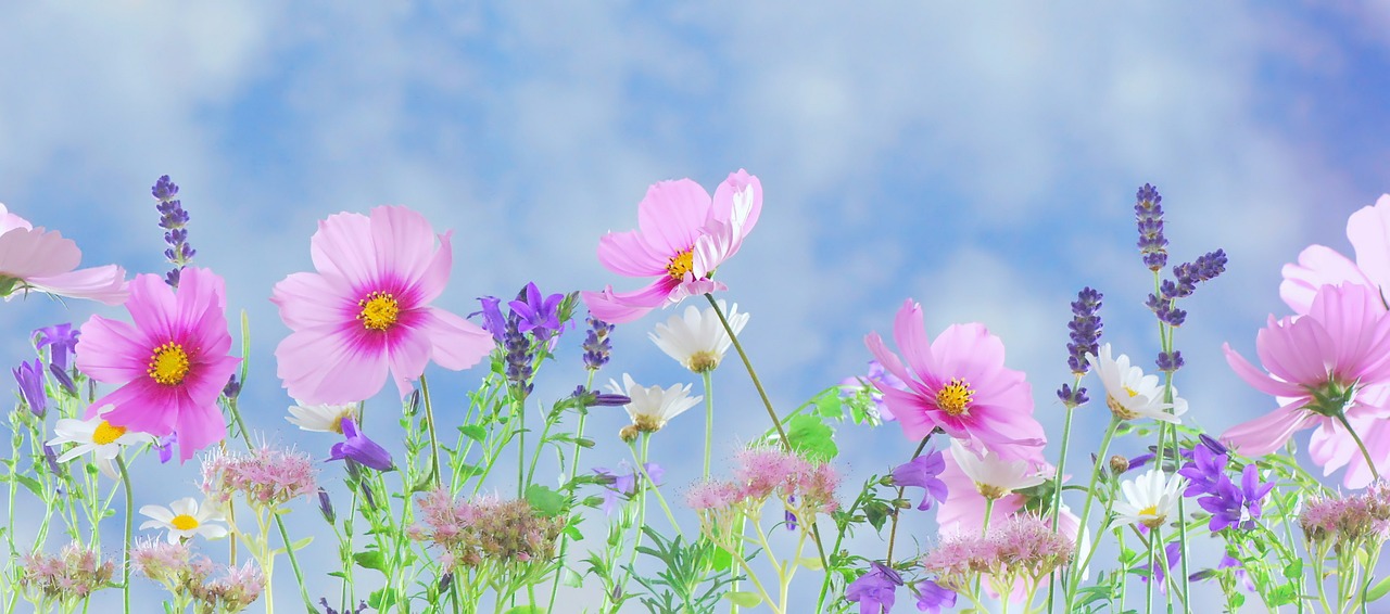 Image - wild flowers flowers plant macro