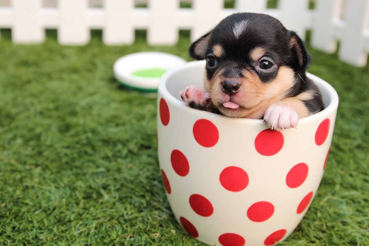 Image - chihuahua dog puppy cute pet