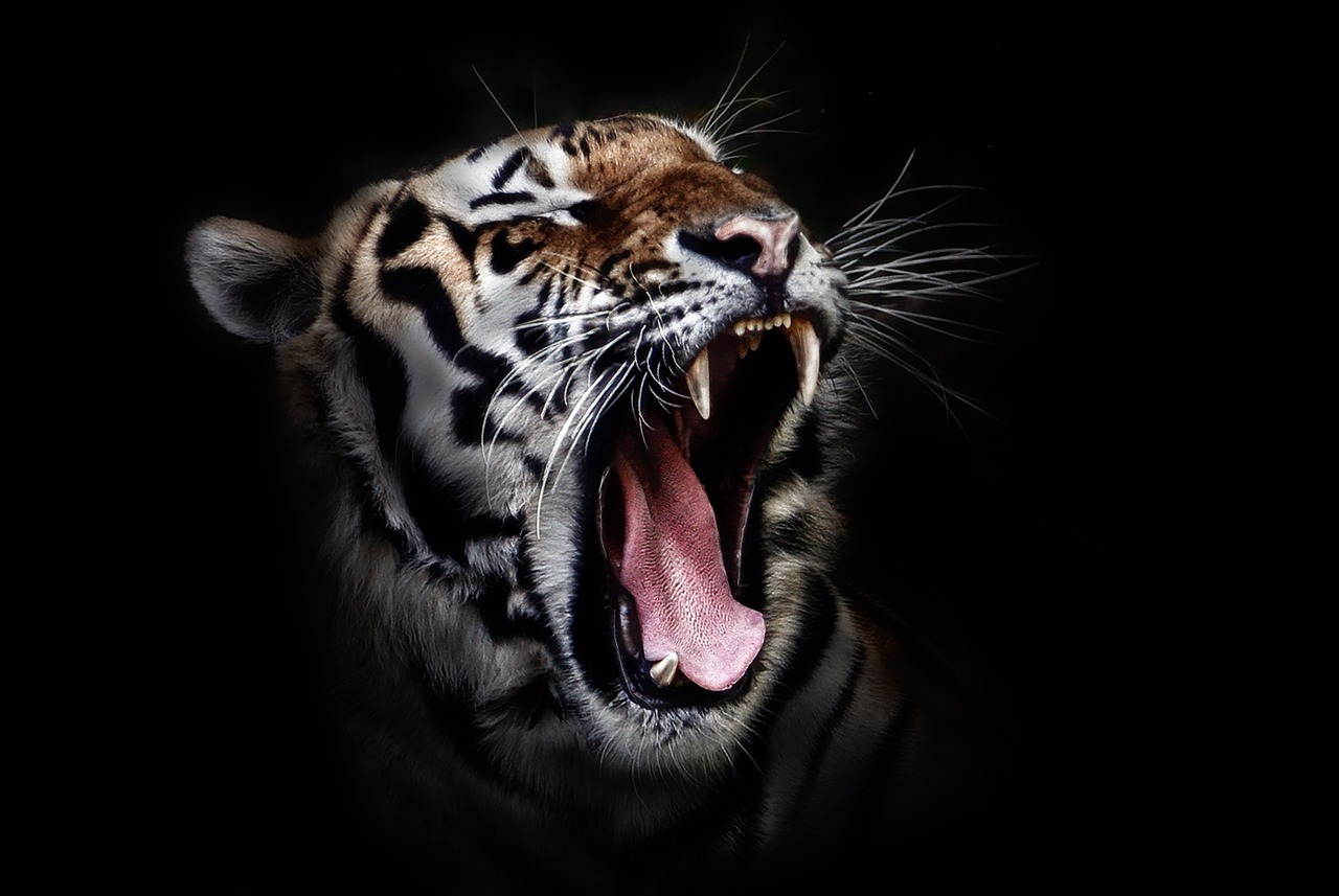 Image - tiger head wildlife animal wild