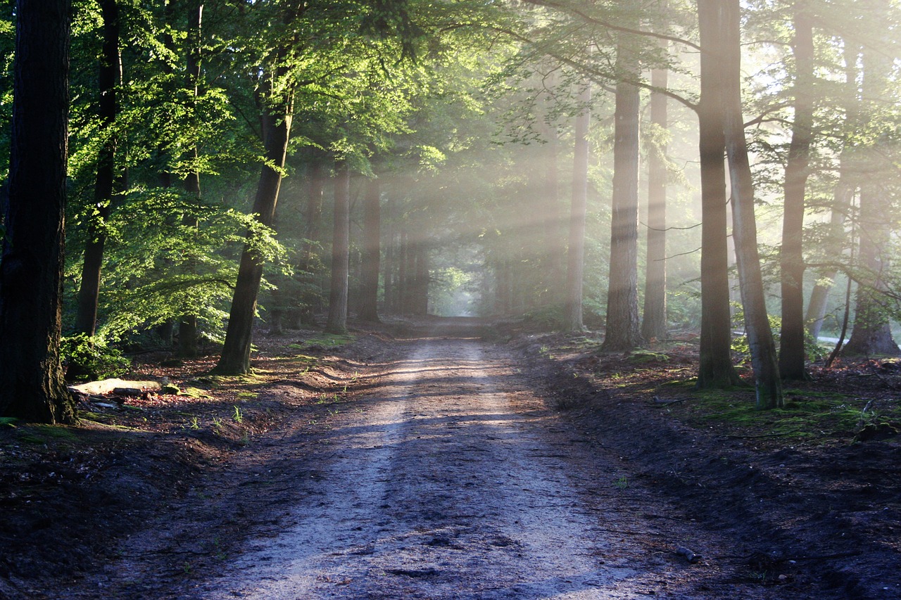 Image - road sun rays path forest nature