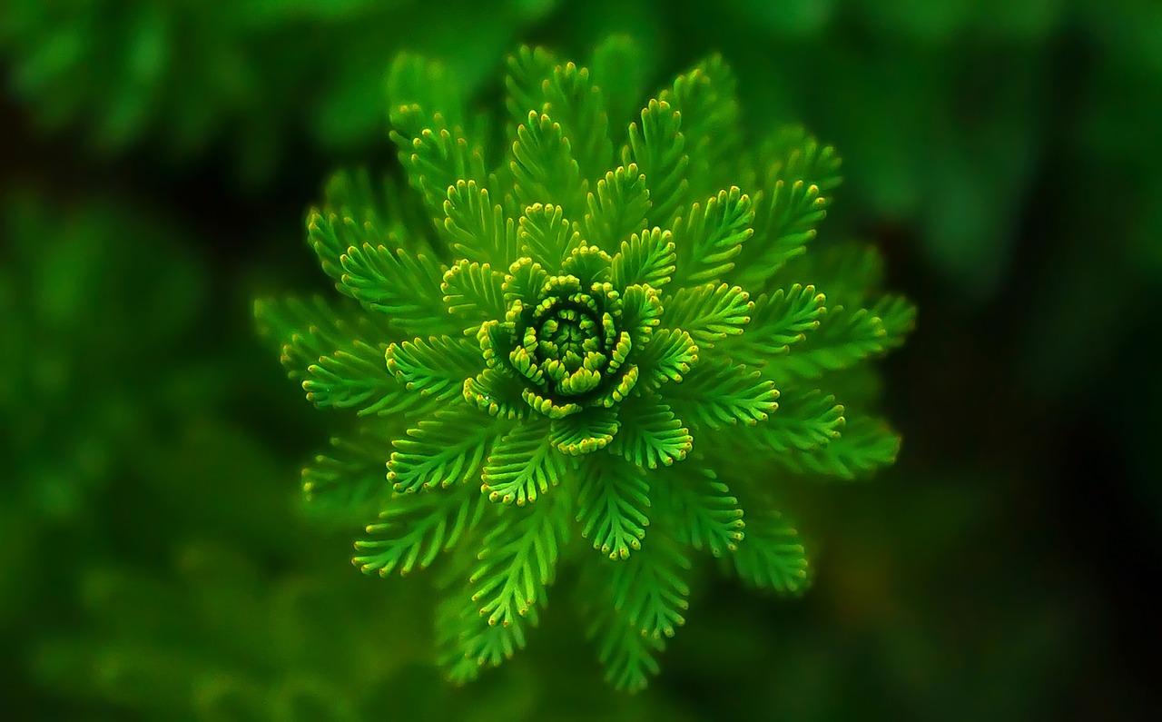 Image - water plant green fine layers