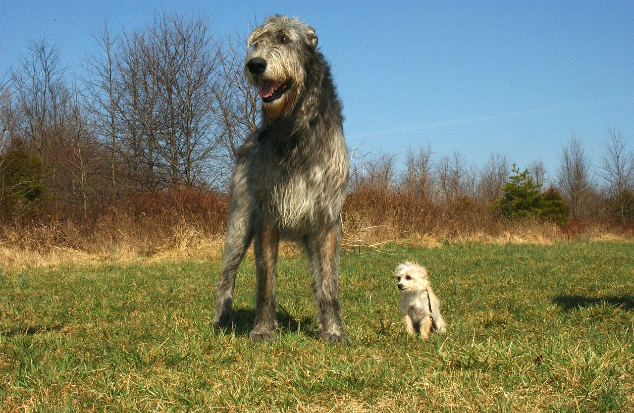 Image - irish wolfhound chihuahua poodle mix
