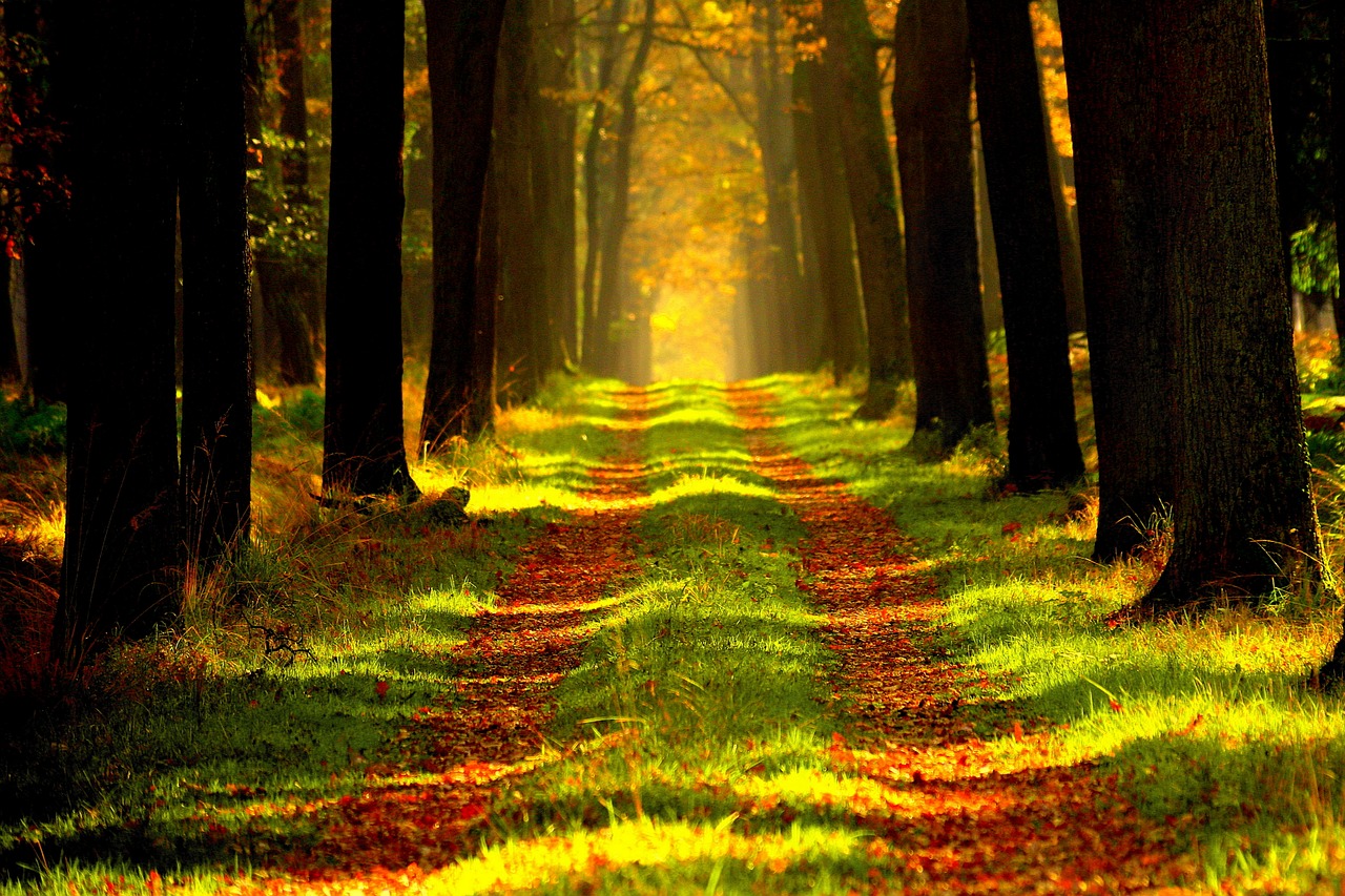 Image - forest vista tour